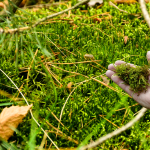 Comment entretenir un gazon dense toute l’année ?